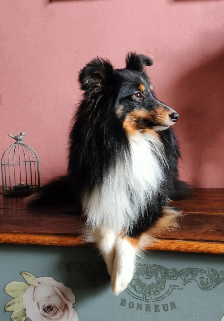 Thor Of Little Quinies